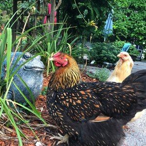 Meet your Posher, Melissa